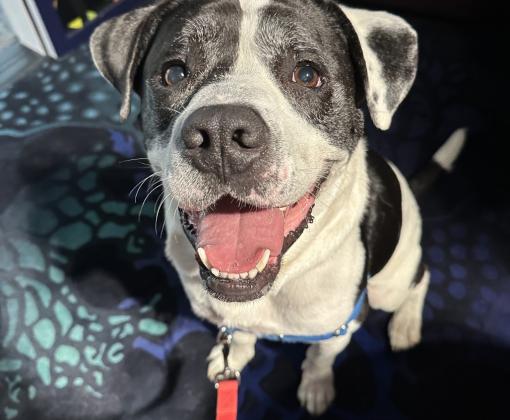 A big smiley black-and-white dog