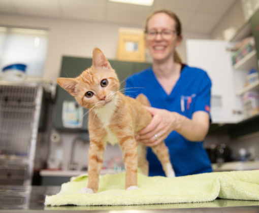 Orange kitten standing on exam table looking at camera with veterinarian in the back