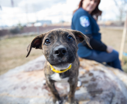 Close up of a dog with it's nose towards the camera; a shelter worker sits behind it.