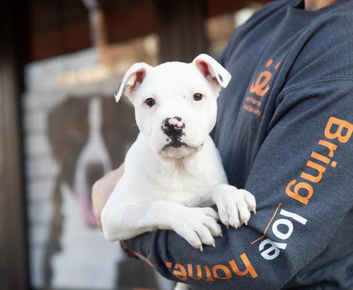 White puppy being held in someones arms