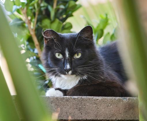 black and white cat outside on stone wall among plants
