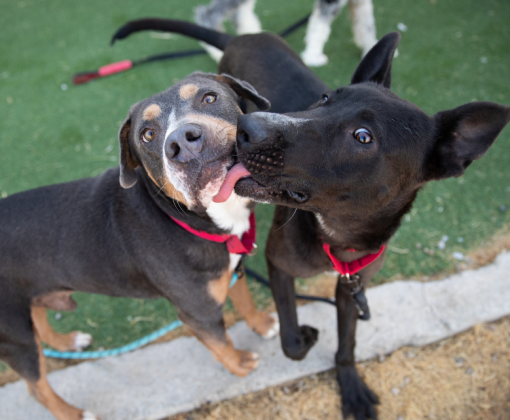 Black dog with red collar licking another dog in the face