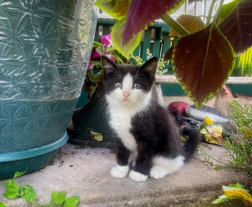 black and white kitting sitting next to outdoor plant pot