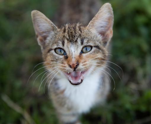 tabby and white kitten meowing in grass