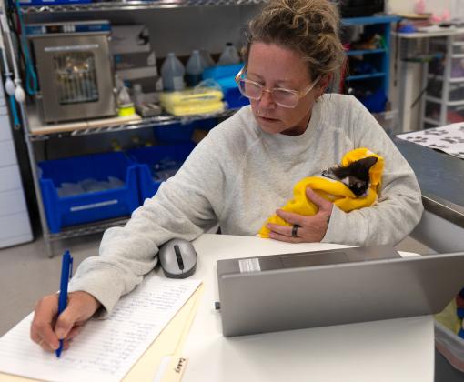 Person holding a tiny kitten while working on a laptop in a veterinary clinic setting