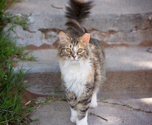 tabby and white cat outside on concrete steps