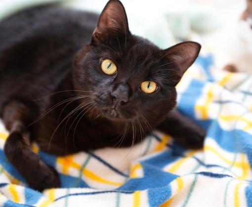 Licorice the black cat on a plaid blanket