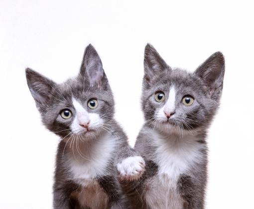 Two grey and white kittens 
