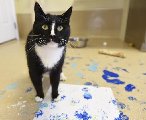 cat with blue paint on his paws and on a canvas