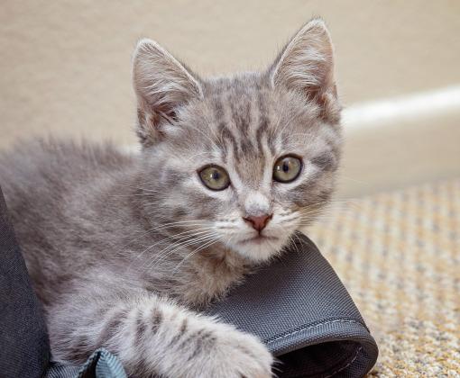 gray kitten lying on top of black fabric on room floor