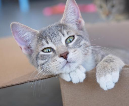grey cat lying in cardboard box