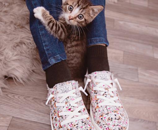 Person wearing BOBS® from Skechers® with a kitten