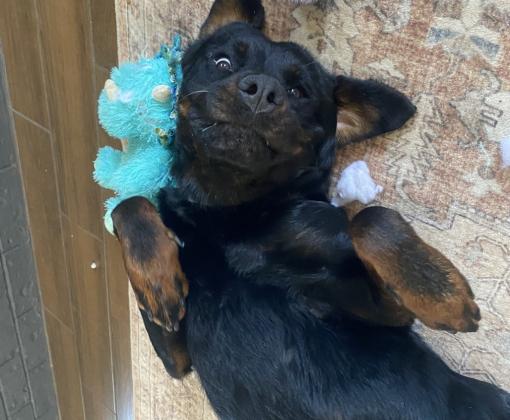 a black and brown dog lying on her back and smiling in a silly way up at the camera.