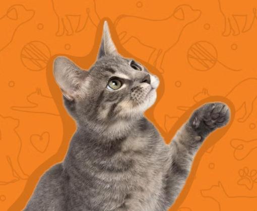 Kitten with orange background
