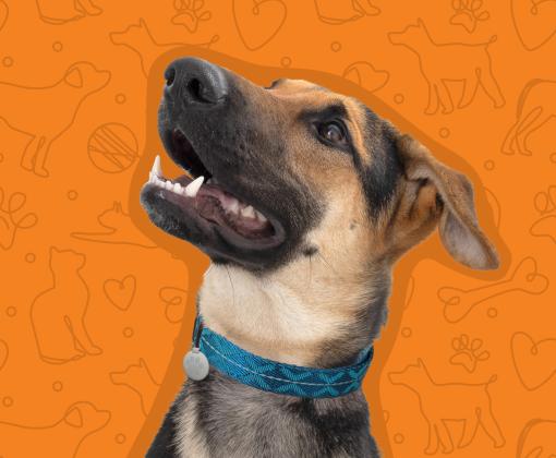 Large brown dog on orange pattern background