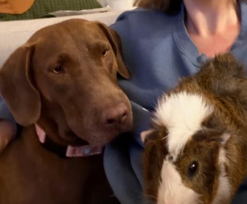 a large gold dog and a guinea pig sit in a woman's lap together