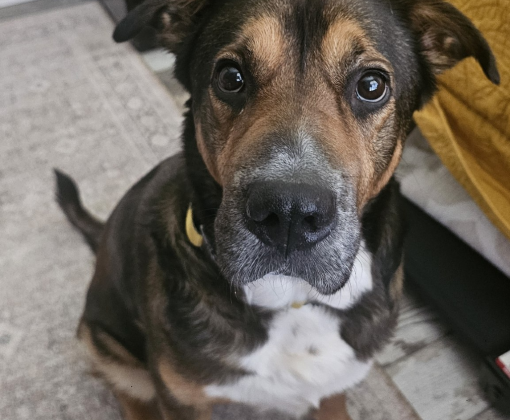 A brown, white and tan dog with big brown eyes