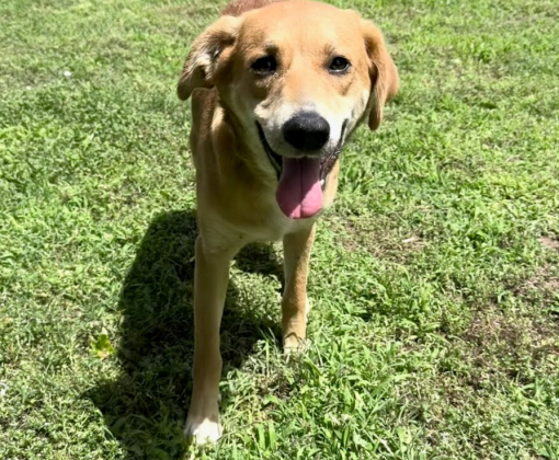 a cute gold dog smiling at the camera