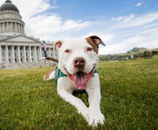 white and brown dog lying on grass in front of capitol building