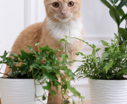 A cat sits among potted plants