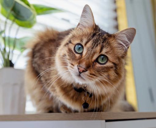 fluffy tabby cat sitting on table by plant and window