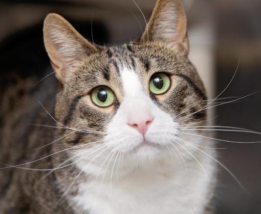 close up of tabby and white cat