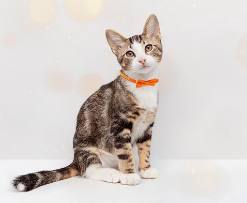 Tabby and white cat wearing an orange bow tie