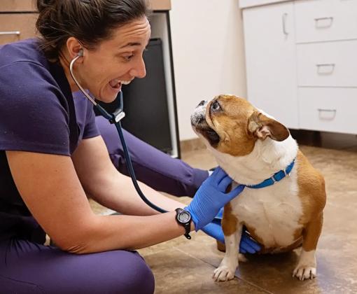 vet sitting on office floor listening to heart of small brown and white dog