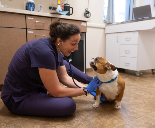 Female vet in scrubs on the ground smiling as she uses her stethescope on a brown and white dog who is looking at her