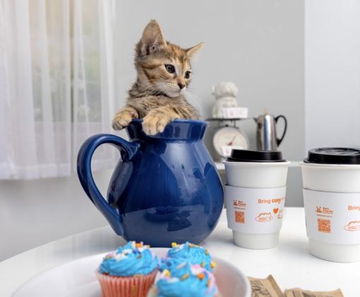 Kitten in Coffee Pot