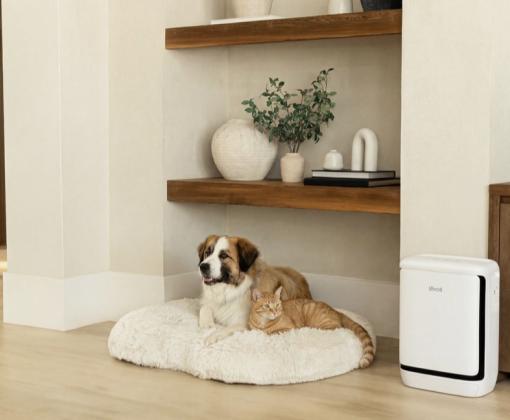 Dog & Cat with Levoit Vital Pet Pro