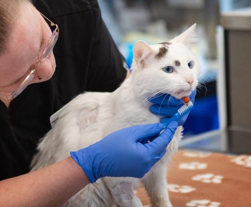 white cat being looked at by vet in clinic