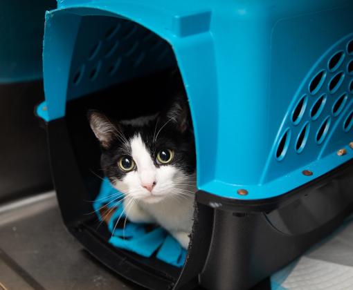 Black and white cat with yellow eyes peeking out from a blue and black carrier