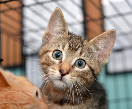 tabby young cat in shelter cage