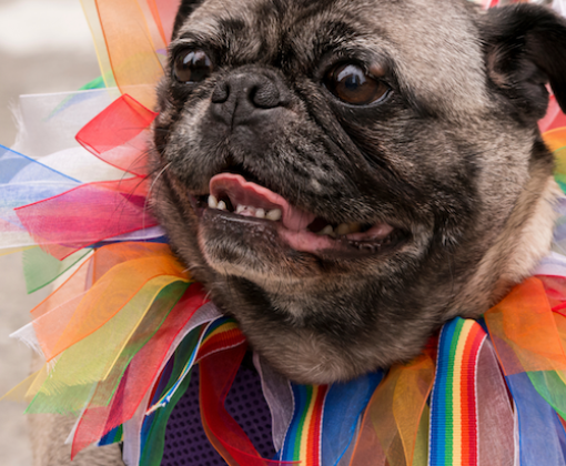 A pug wearing a rainbow collar