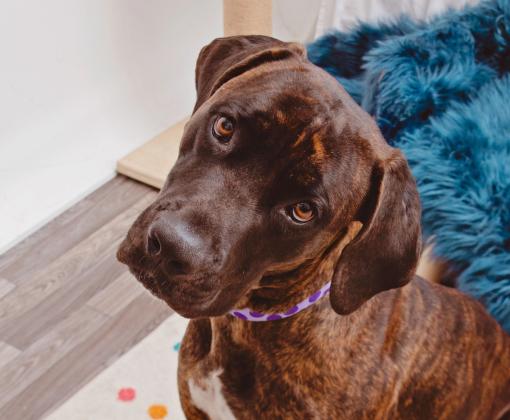 Brown lab tilting its head at the camera