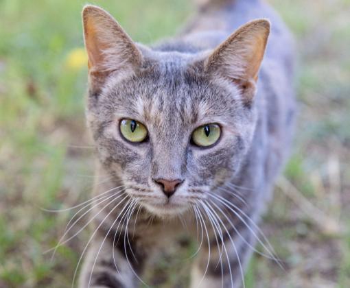 A brown/gray tabby cat with green eyes walking outside and looking at the camera