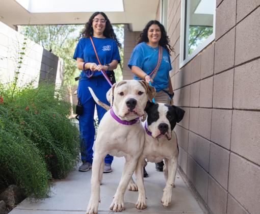 two volunteers walking two white and brown dogs along building