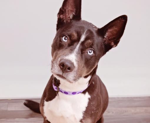 medium size dark brown and white dog in living room