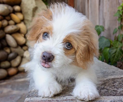 small, fluffy, white and brown dog outside 