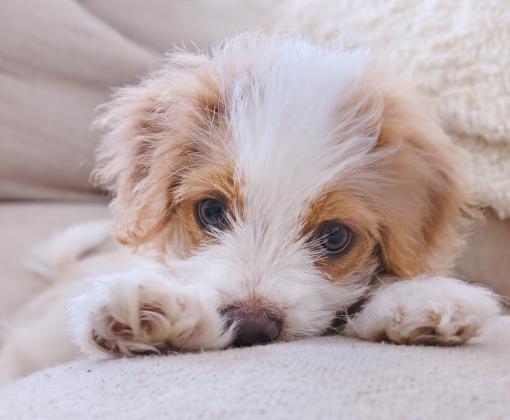 Fluffy white and tan puppy on couch 