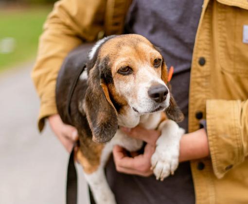 person in yellow jacket holding beagle-like dog outside