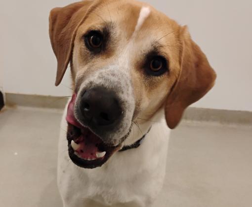 a brown and white dog