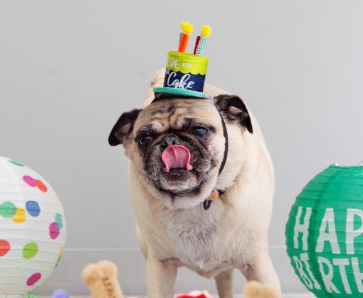 Pug like dog wearing birthday hat, surrounded by balloons and a birthday cake