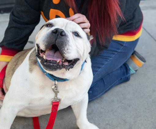 Dog wearing a blue collar and red leash sits on pavement with mouth open, leaning into the hand of a person with sitting behind them