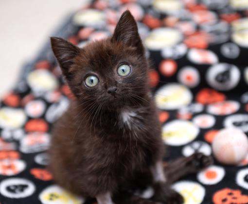 sits upright on a black blanket printed with Halloween-style cat faces, looking up at the camera