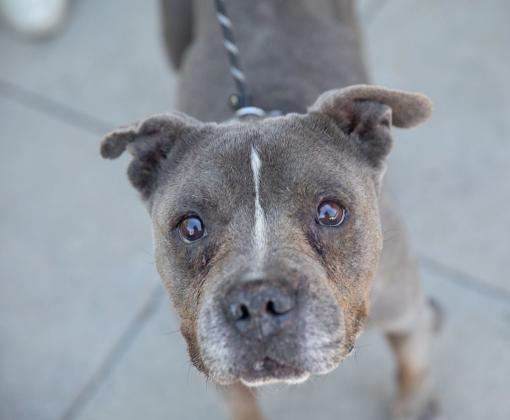 Grey pit bull terrier looking up at camera