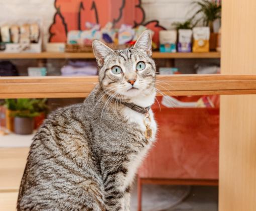 Tabby cat sitting in front of art supplies 