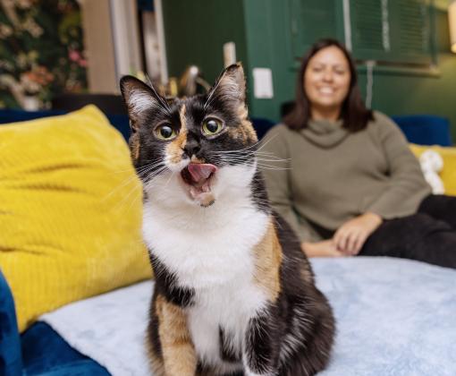 Calico cat sitting on couch with person in background