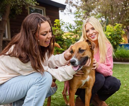 Two smiling people on a lawn next to a dog they're petting